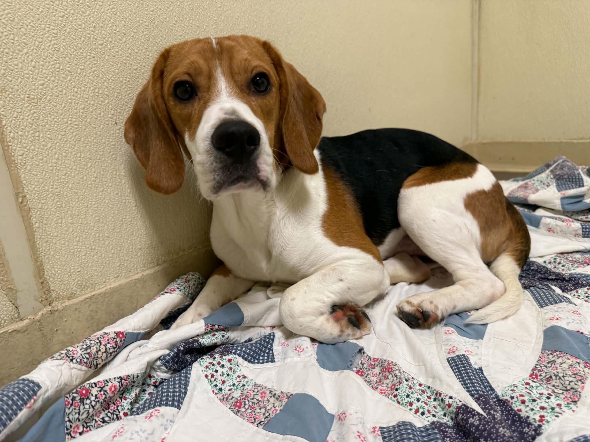 Jake, an adopted Beagle in Houghton, MI image 2/2