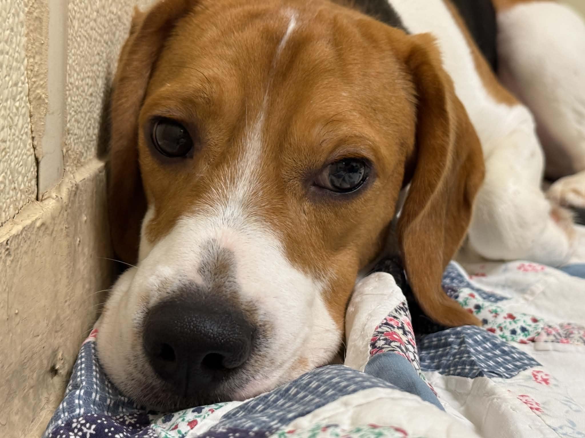 Jake, an adopted Beagle in Houghton, MI image 1/2