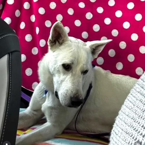 HANK ASAP!, ADOPTABLE, Adult Male White German Shepherd.