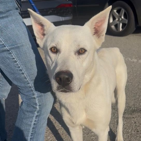 Enlarge HANK ASAP!, a ADOPTABLE mixed breed in La Honda, CA image 2/4