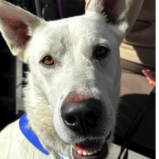 Enlarge HANK ASAP!, a ADOPTABLE mixed breed in La Honda, CA image 3/4