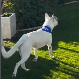 Enlarge HANK ASAP!, a ADOPTABLE mixed breed in La Honda, CA image 4/4