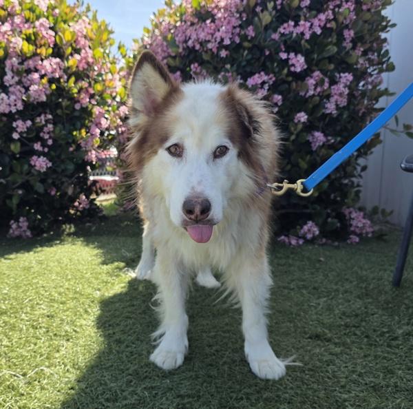 Mini, Adoptable, Senior Female Siberian Husky & Alaskan Malamute.