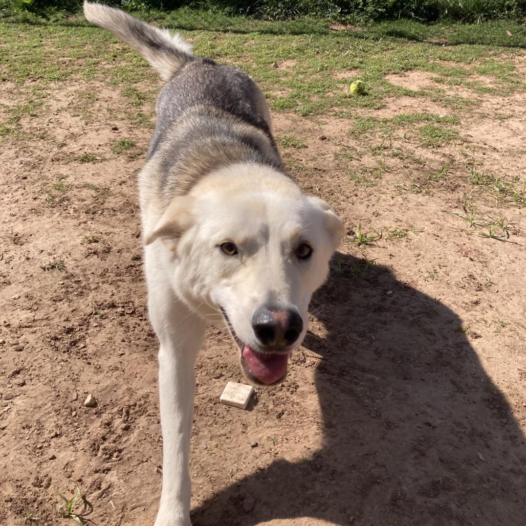 Sadie (FKA Tiki), Adoptable, Adult Female German Shepherd Dog & Mixed Breed.