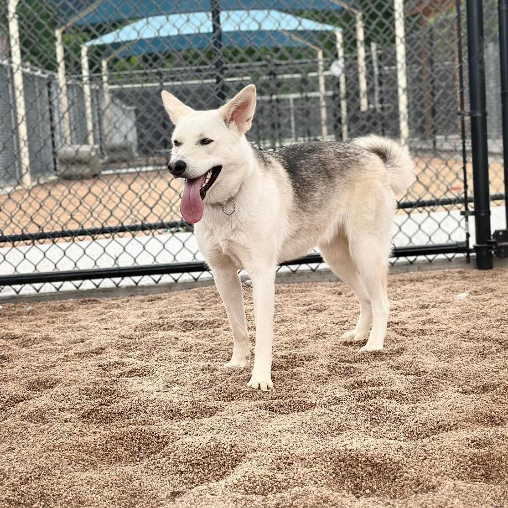 Enlarge Sadie (FKA Tiki), a Adoptable mixed breed in Sand Springs, OK image 2/6