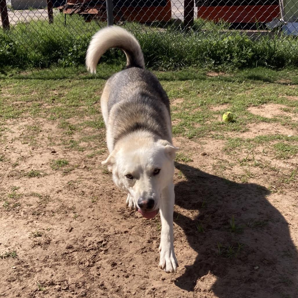 Enlarge Sadie (FKA Tiki), a Adoptable mixed breed in Sand Springs, OK image 2/5