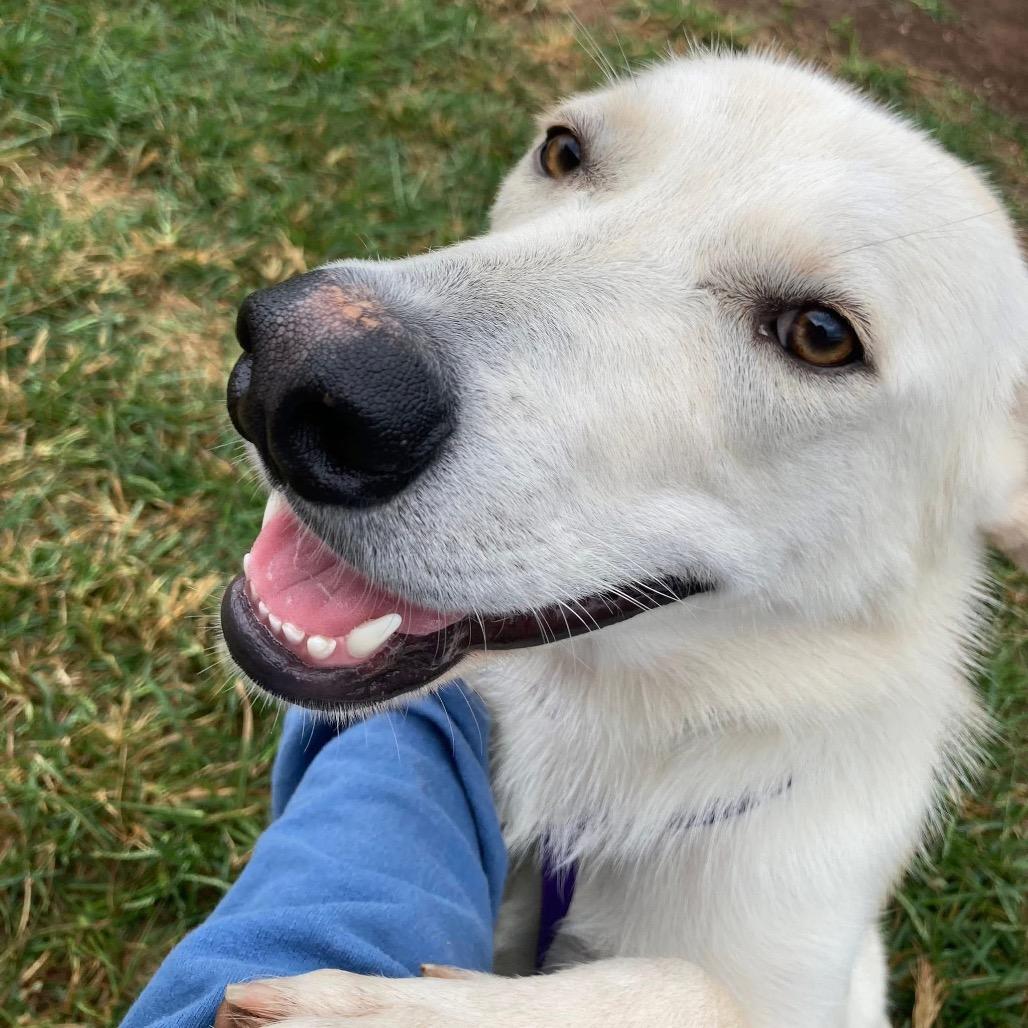 Enlarge Sadie (FKA Tiki), a Adoptable mixed breed in Sand Springs, OK image 3/5