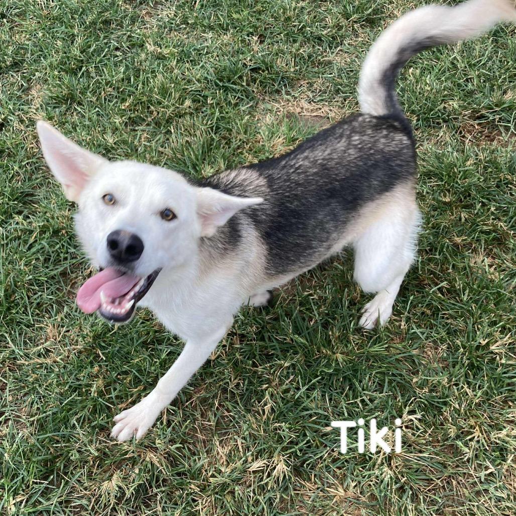 Enlarge Sadie (FKA Tiki), a Adoptable mixed breed in Sand Springs, OK image 4/5