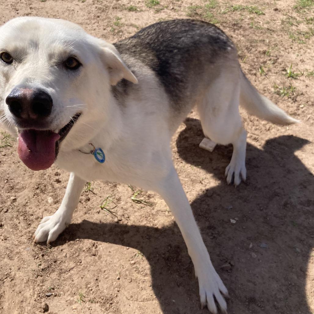 Enlarge Sadie (FKA Tiki), a Adoptable mixed breed in Sand Springs, OK image 5/5
