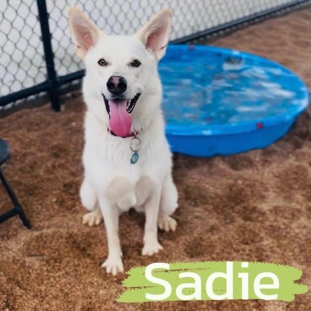 Sadie (FKA Tiki), a Adoptable mixed breed in Sand Springs, OK image 6/6