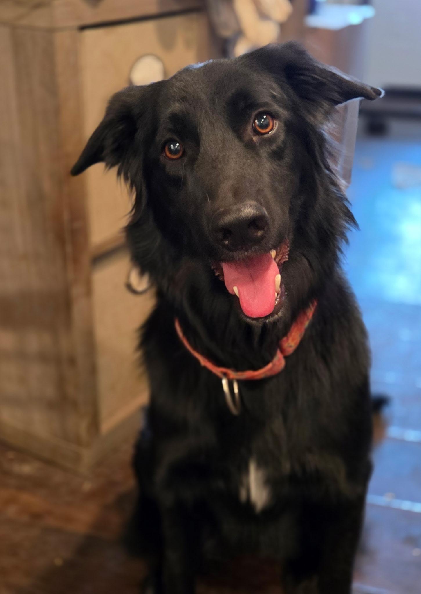 Enlarge Molly, a Adoptable mixed breed in Sacramento, CA image 1/6