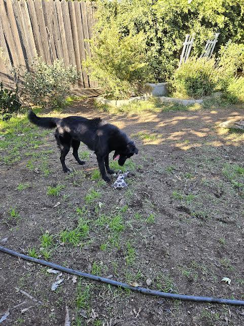 Molly, Adoptable, Adult Female Border Collie.