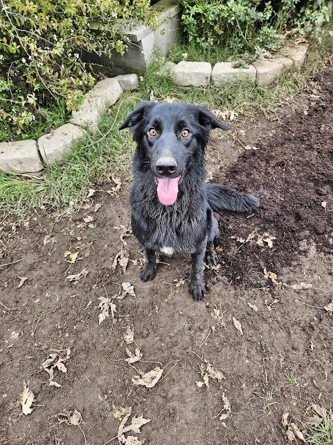 Molly, a Adoptable Border Collie in Sacramento, CA image 2/6