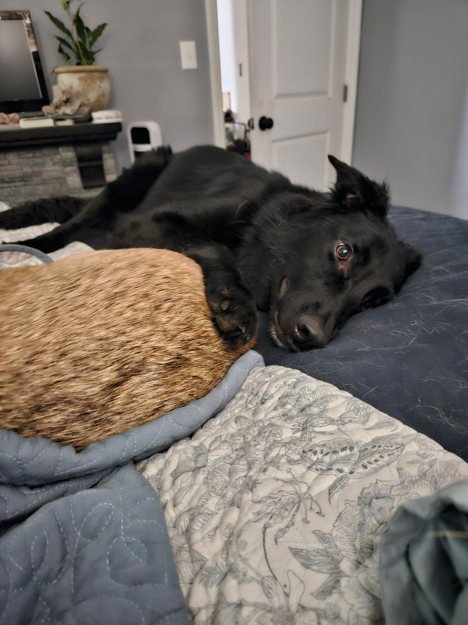 Enlarge Molly, a Adoptable mixed breed in Sacramento, CA image 2/6