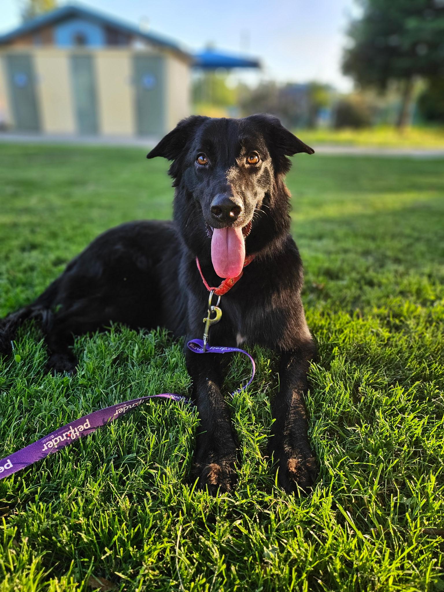 Enlarge Molly, a Adoptable mixed breed in Sacramento, CA image 3/6