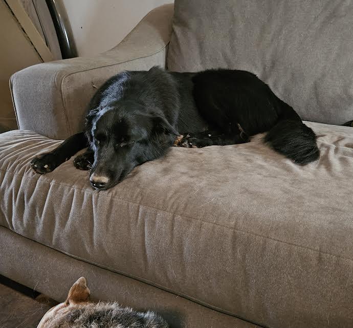 Molly, a Adoptable Border Collie in Sacramento, CA image 3/6