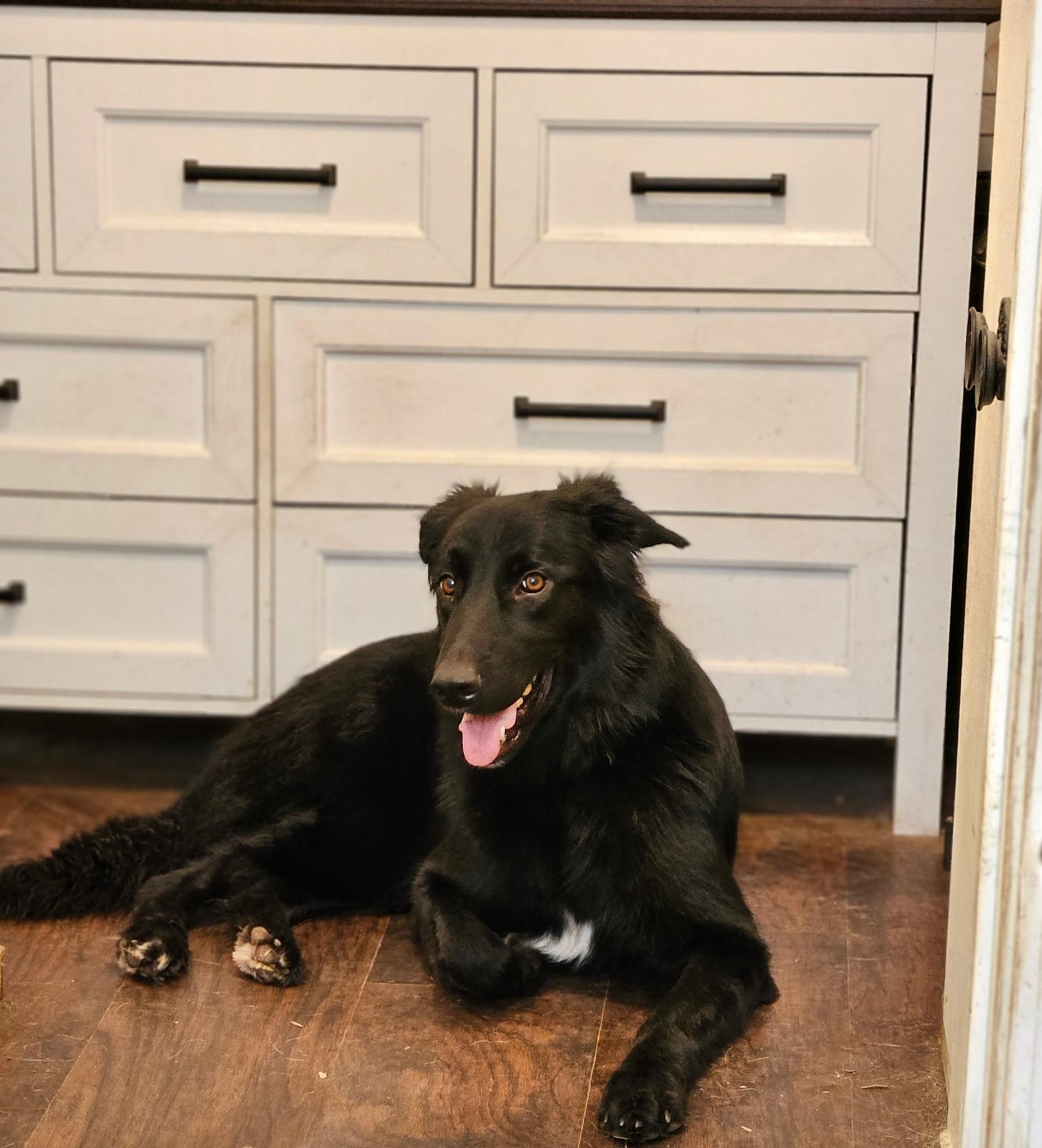 Enlarge Molly, a Adoptable mixed breed in Sacramento, CA image 1/6