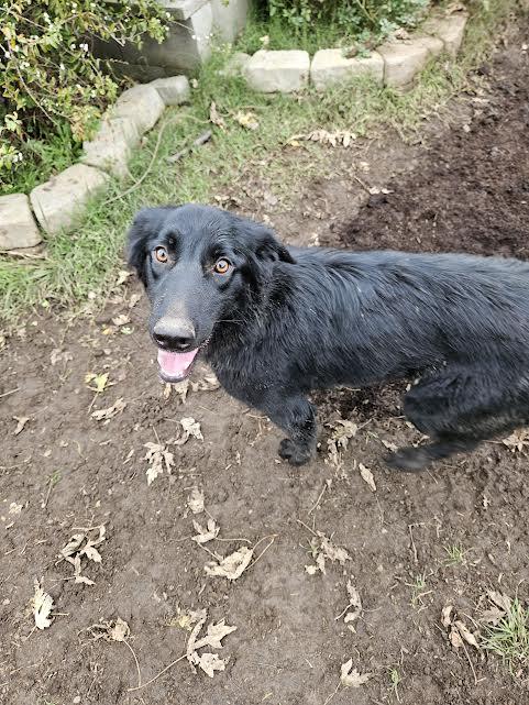 Molly, a Adoptable Border Collie in Sacramento, CA image 4/6
