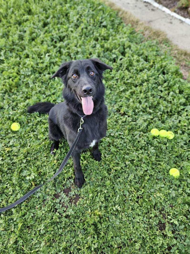 Molly, Adoptable, Adult Female German Shepherd Dog & Border Collie.
