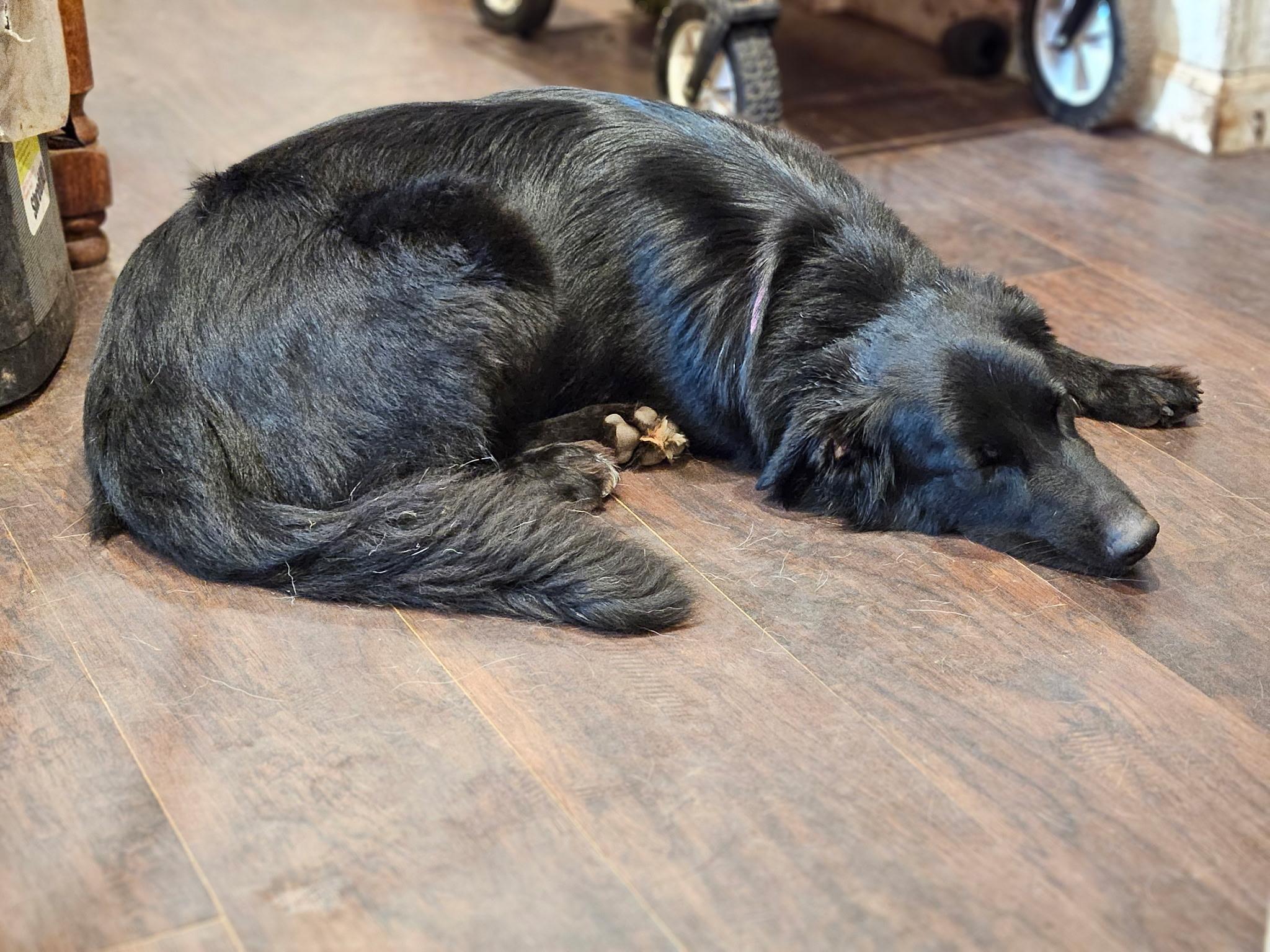 Enlarge Molly, a Adoptable mixed breed in Sacramento, CA image 5/6