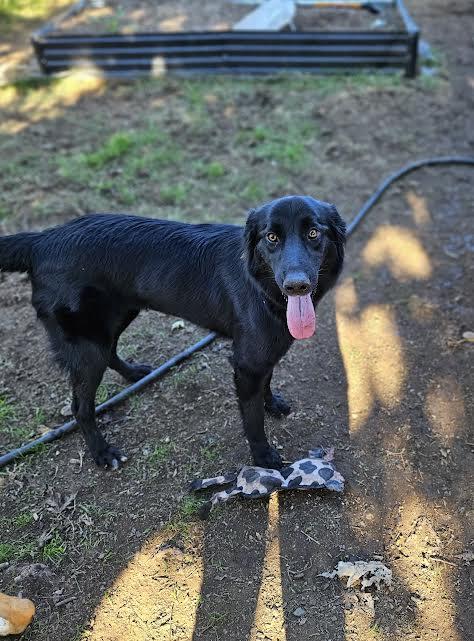 Molly, a Adoptable Border Collie in Sacramento, CA image 5/6
