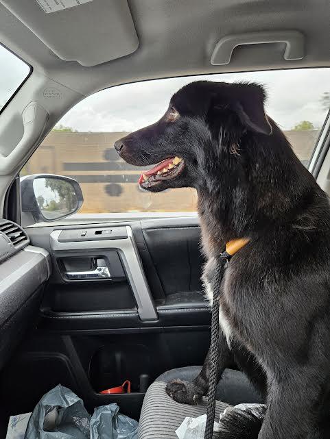 Molly, a Adoptable Border Collie in Sacramento, CA image 6/6