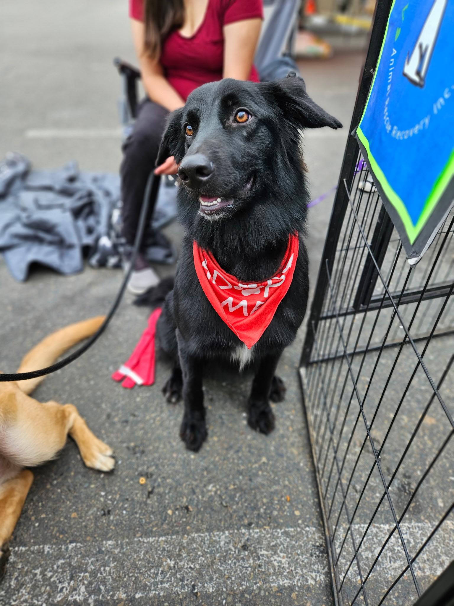 Enlarge Molly, a Adoptable mixed breed in Sacramento, CA image 6/6