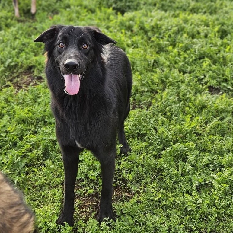 Molly, Adoptable, Adult Female Border Collie.
