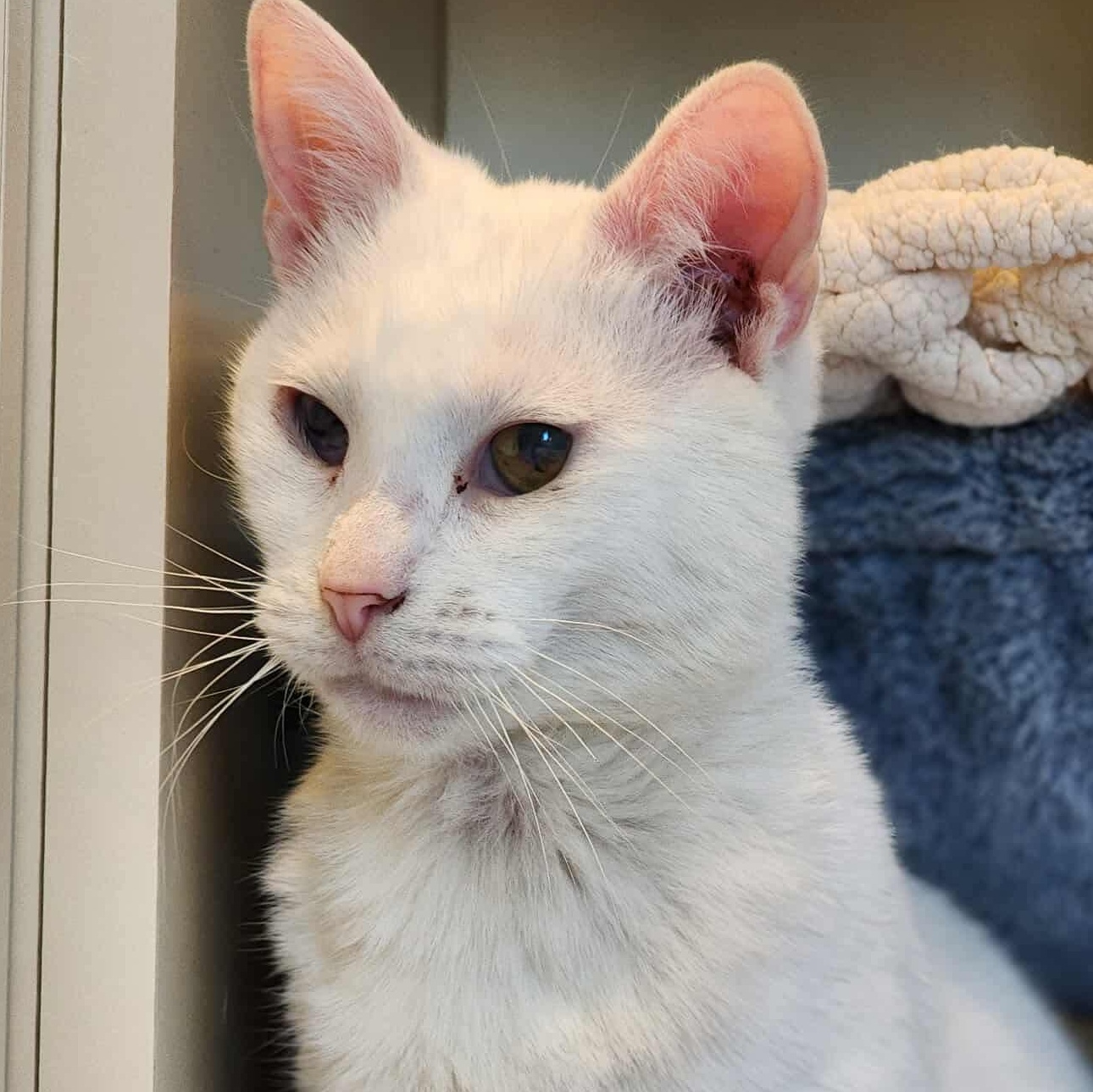 Enlarge Zeppole, a Adoptable Domestic Short Hair in Sterling, VA image 1/6