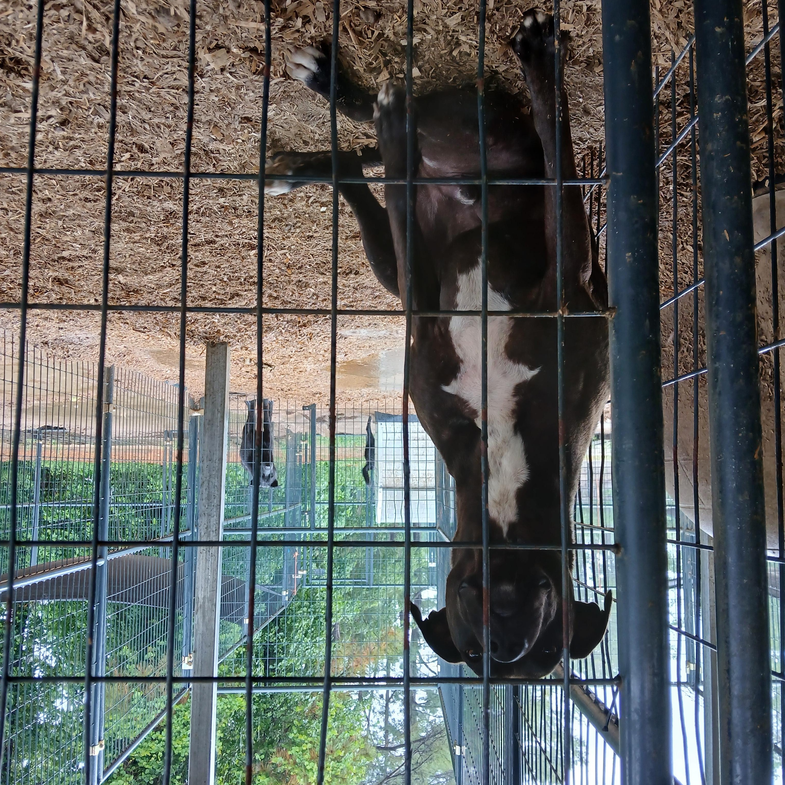 Pee Wee, Young Male American Staffordshire Terrier