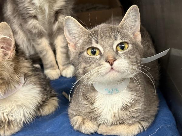 Maine — thumbnail 3