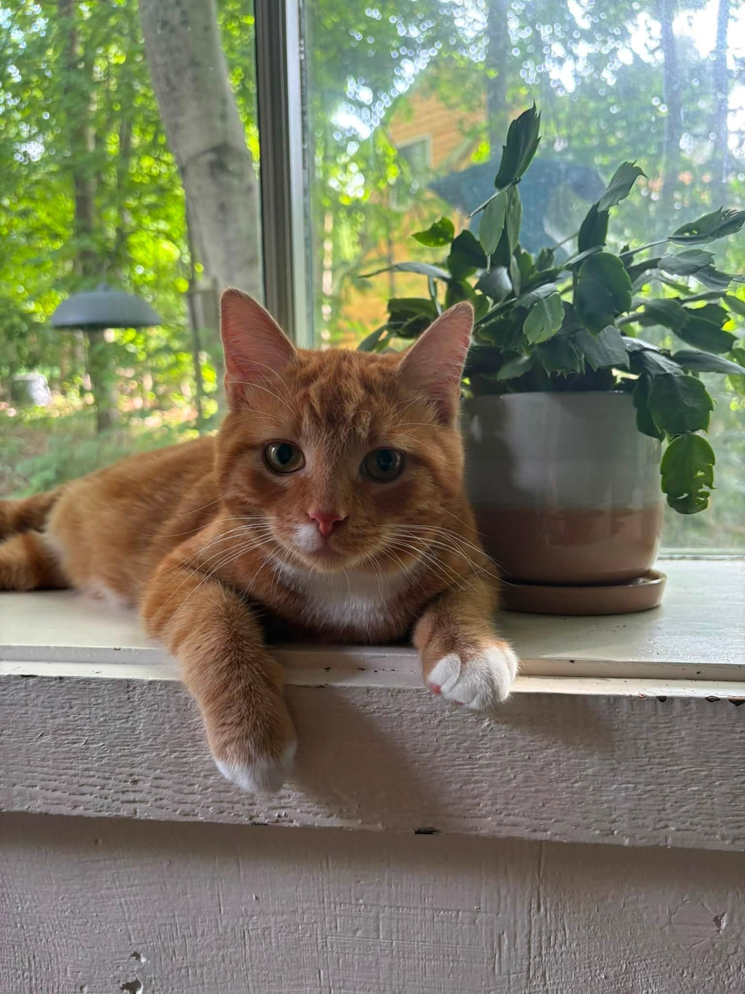 Creamsicle, adopted, Young Male Domestic Short Hair.