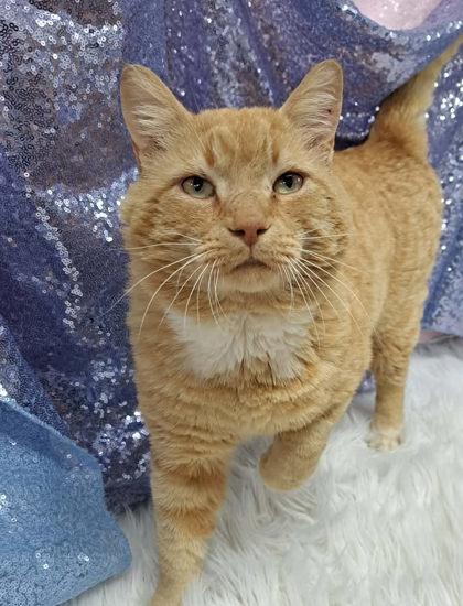 Enlarge Cheesy Mac (Petsense), a Adoptable Domestic Short Hair in Clarkesville, GA image 1/3