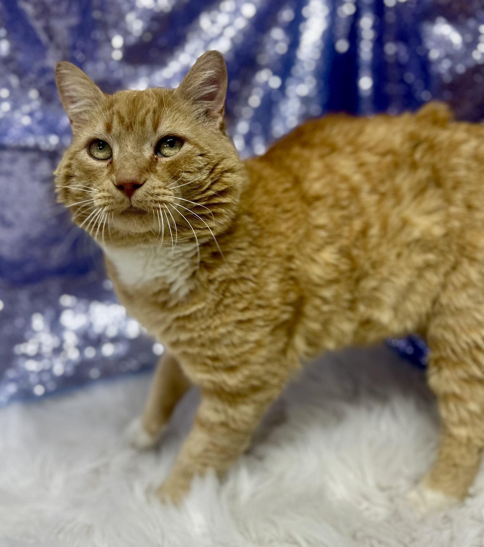 Enlarge Cheesy Mac (Petsense), a Adoptable Domestic Short Hair in Clarkesville, GA image 2/3