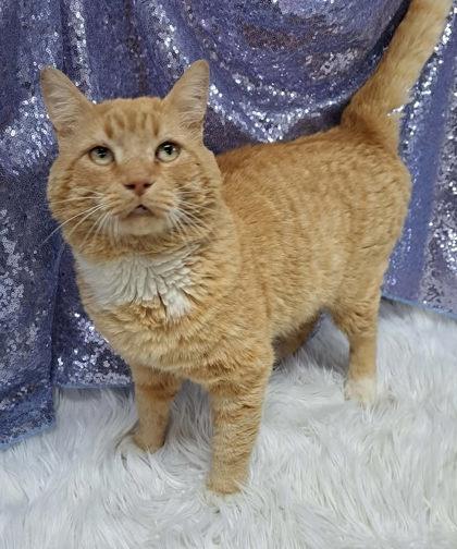 Enlarge Cheesy Mac (Petsense), a Adoptable Domestic Short Hair in Clarkesville, GA image 3/3