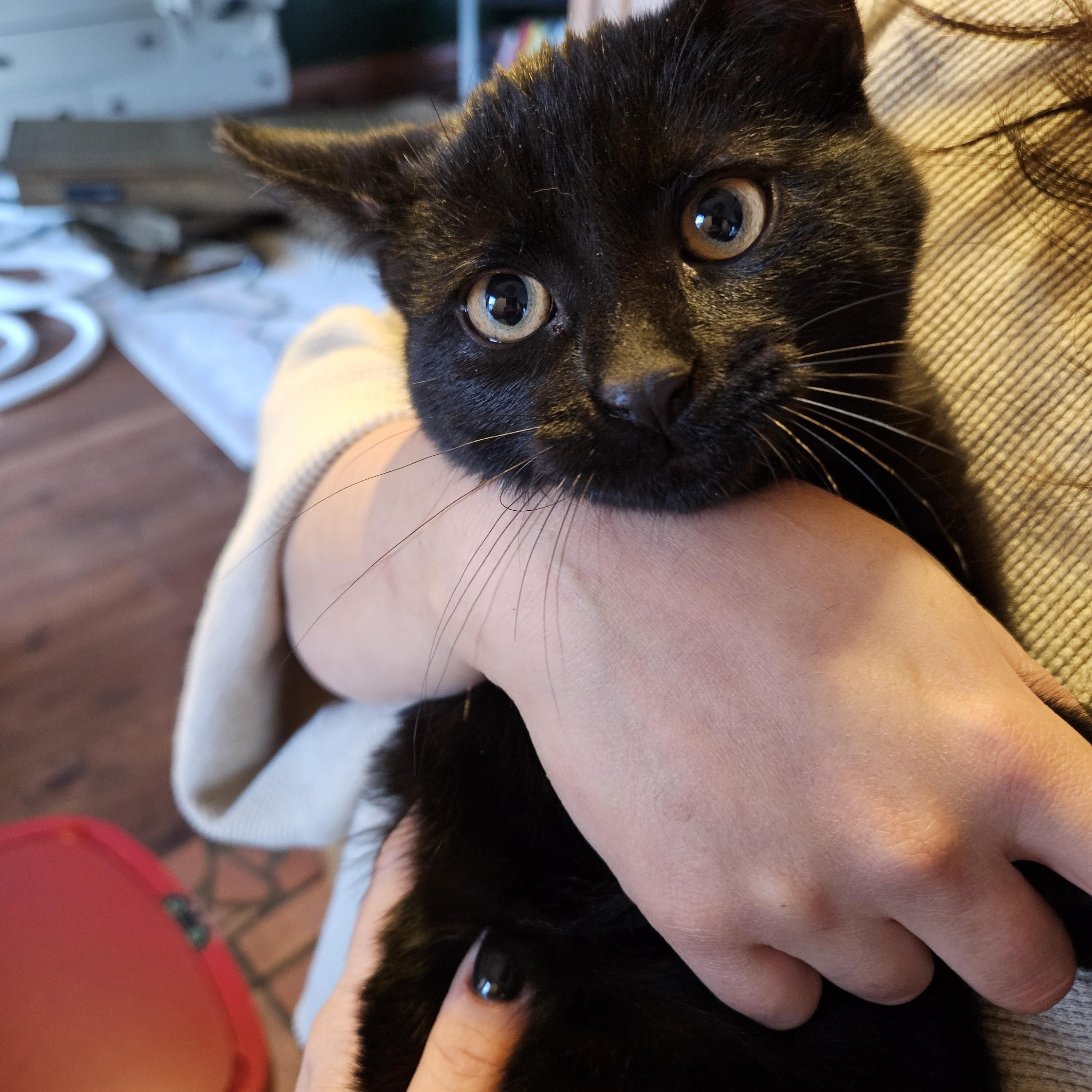 Nuri, a ADOPTABLE Domestic Short Hair in Wakefield, QC image 1/2