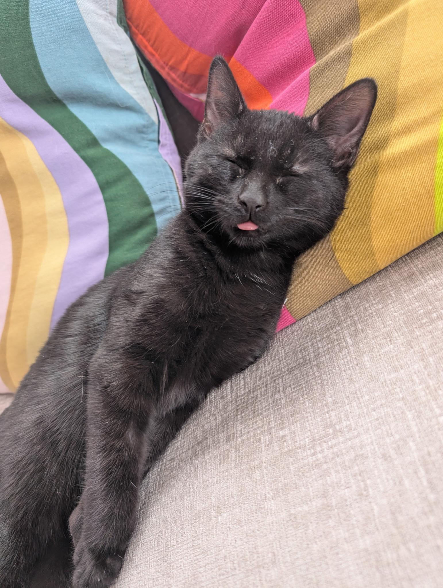 Nuri, an adopted Domestic Short Hair in Wakefield, QC image 3/4