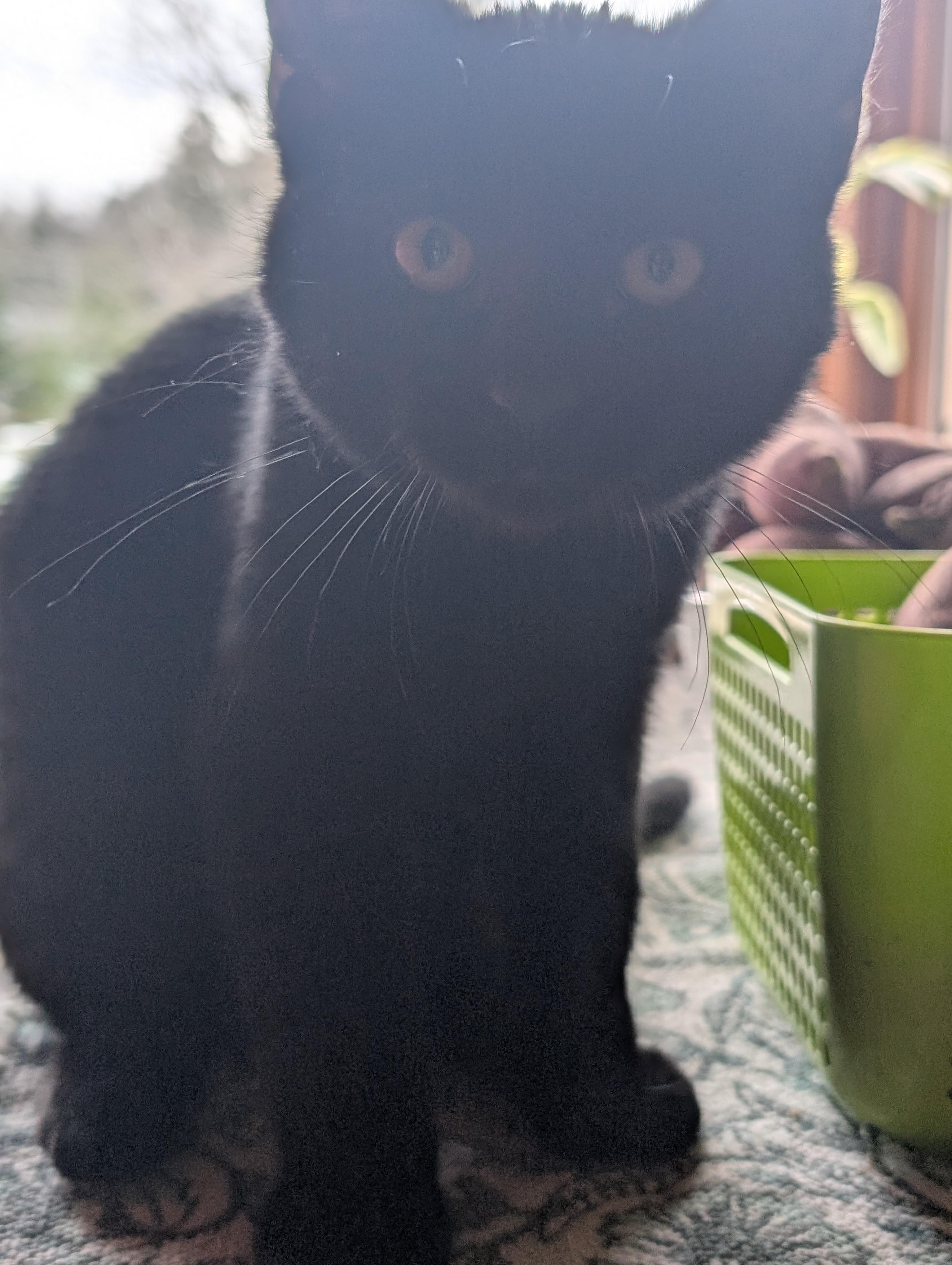 Nuri, a ADOPTABLE Domestic Short Hair in Wakefield, QC image 2/2