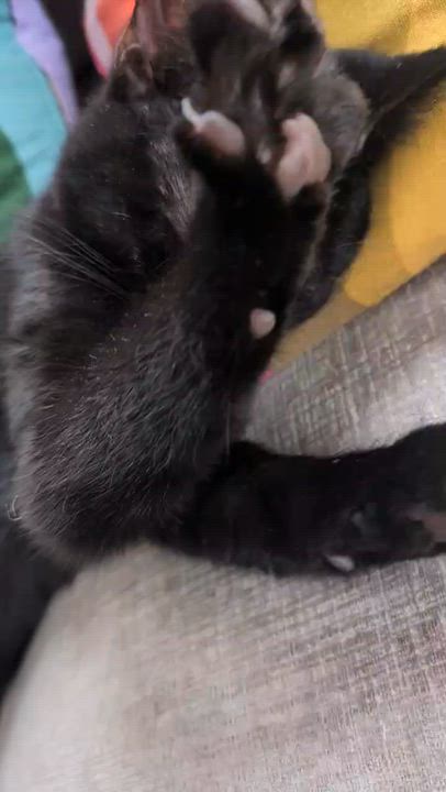 Enlarge Nuri, an adopted Domestic Short Hair in Wakefield, QC video 4/4