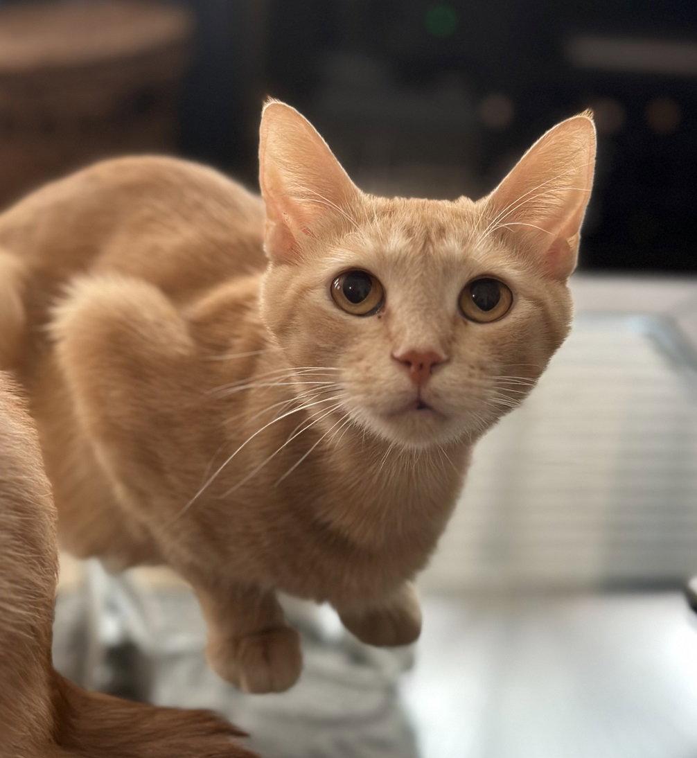 Goldie Hawn #chirps-4-attention, Adopted, Young Female Tabby & Domestic Short Hair.