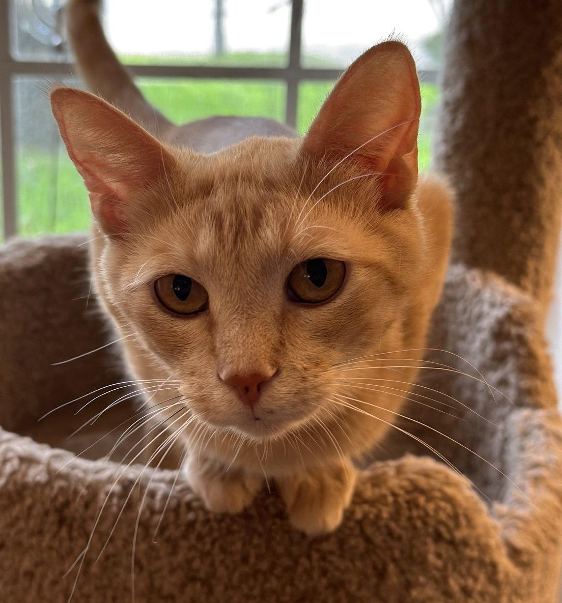 Enlarge Goldie Hawn #chirps-4-attention, a Adopted mixed breed in Houston, TX image 2/3