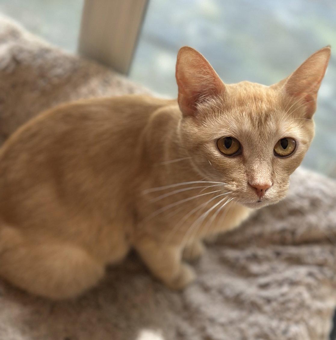 Enlarge Goldie Hawn #chirps-4-attention, a Adopted mixed breed in Houston, TX image 3/3