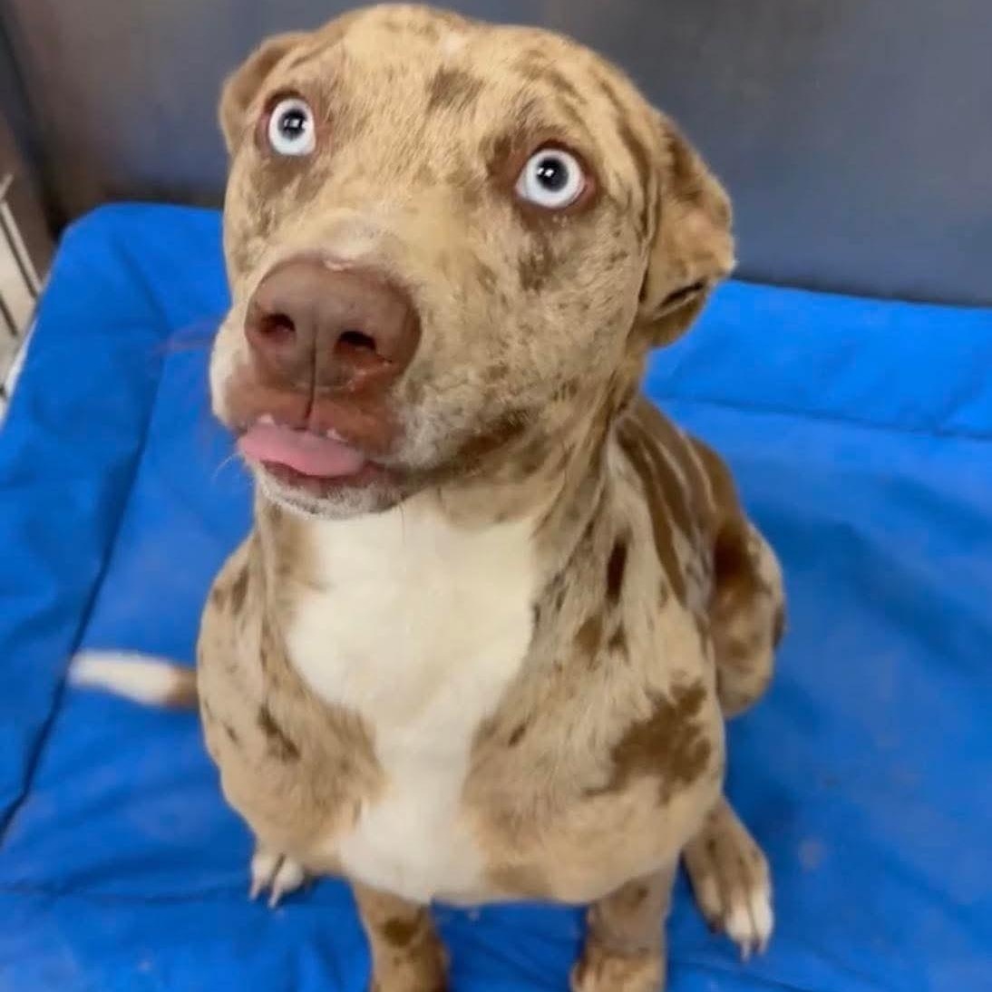 Aura, adopted, Adult Female Catahoula Leopard Dog.