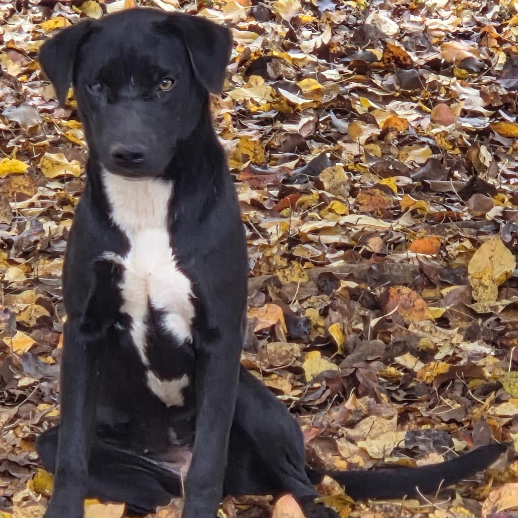 Ash, a Adoptable mixed breed in Huntsville, AL image 1/5