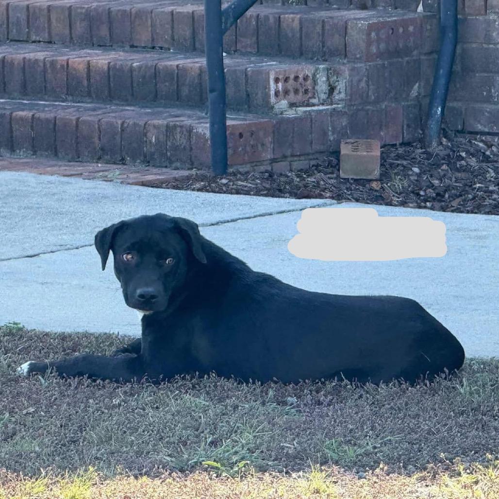 Ash, a Adoptable mixed breed in Huntsville, AL image 2/5