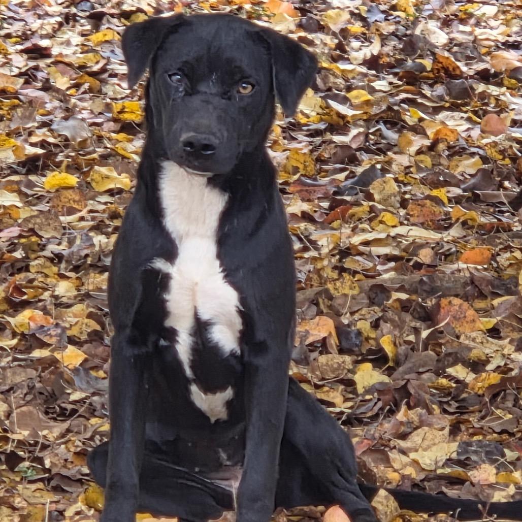 Ash, a Adoptable mixed breed in Huntsville, AL image 3/5