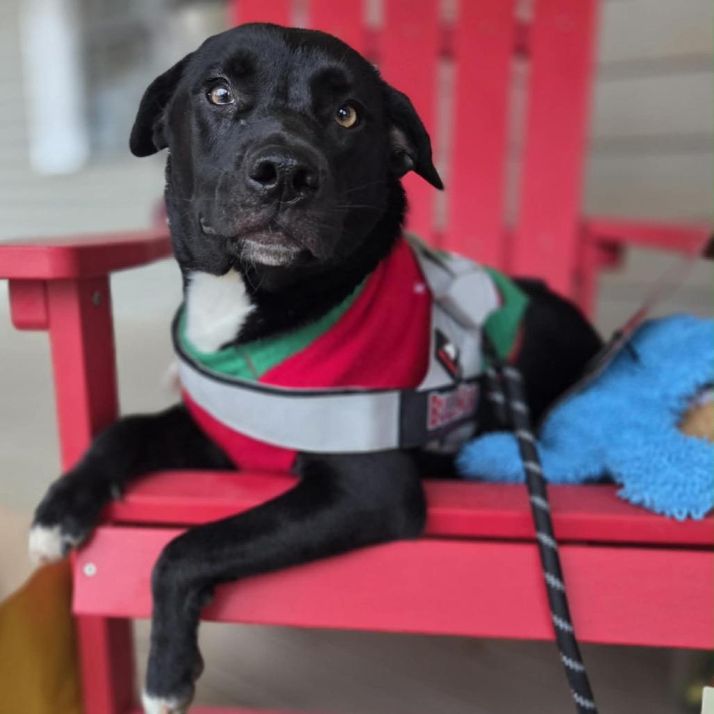 Enlarge Ash, a Adoptable mixed breed in Huntsville, AL image 4/6