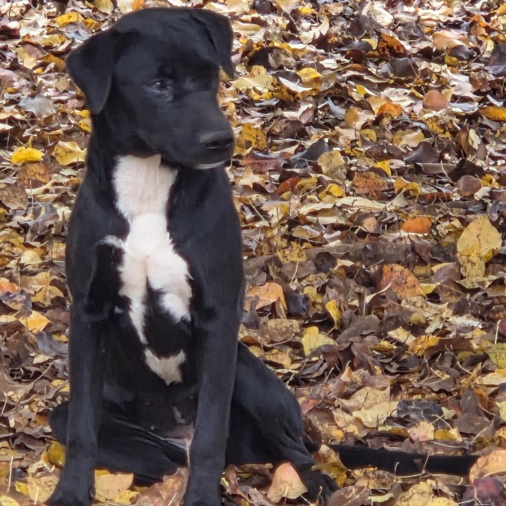 Ash, a Adoptable mixed breed in Huntsville, AL image 4/5