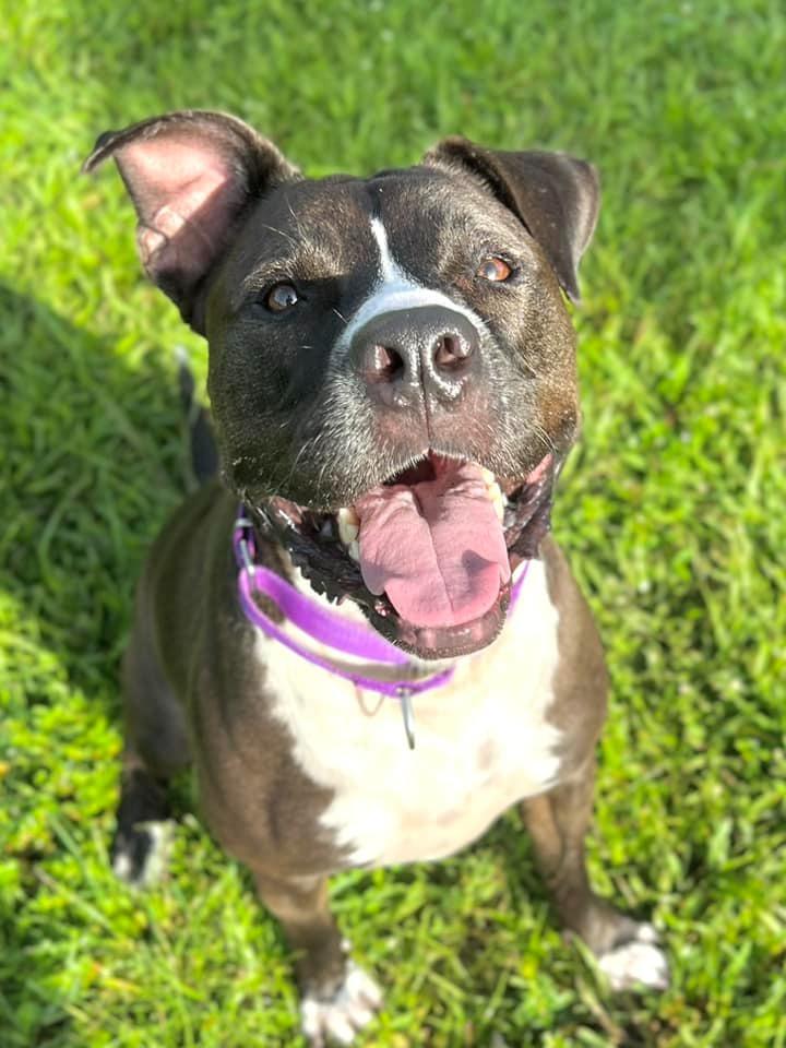 Enlarge Bruce, a Adoptable mixed breed in Fort Myers, FL image 1/6