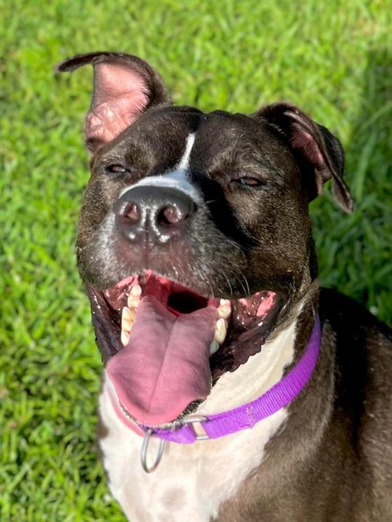 Enlarge Bruce, a Adoptable mixed breed in Fort Myers, FL image 3/6